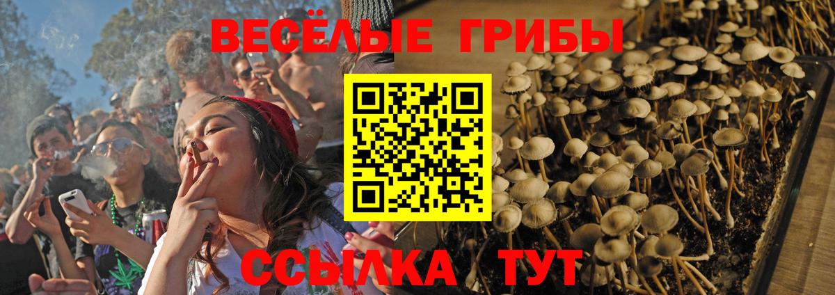 Псилоцибиновые грибы мицелий Котлас